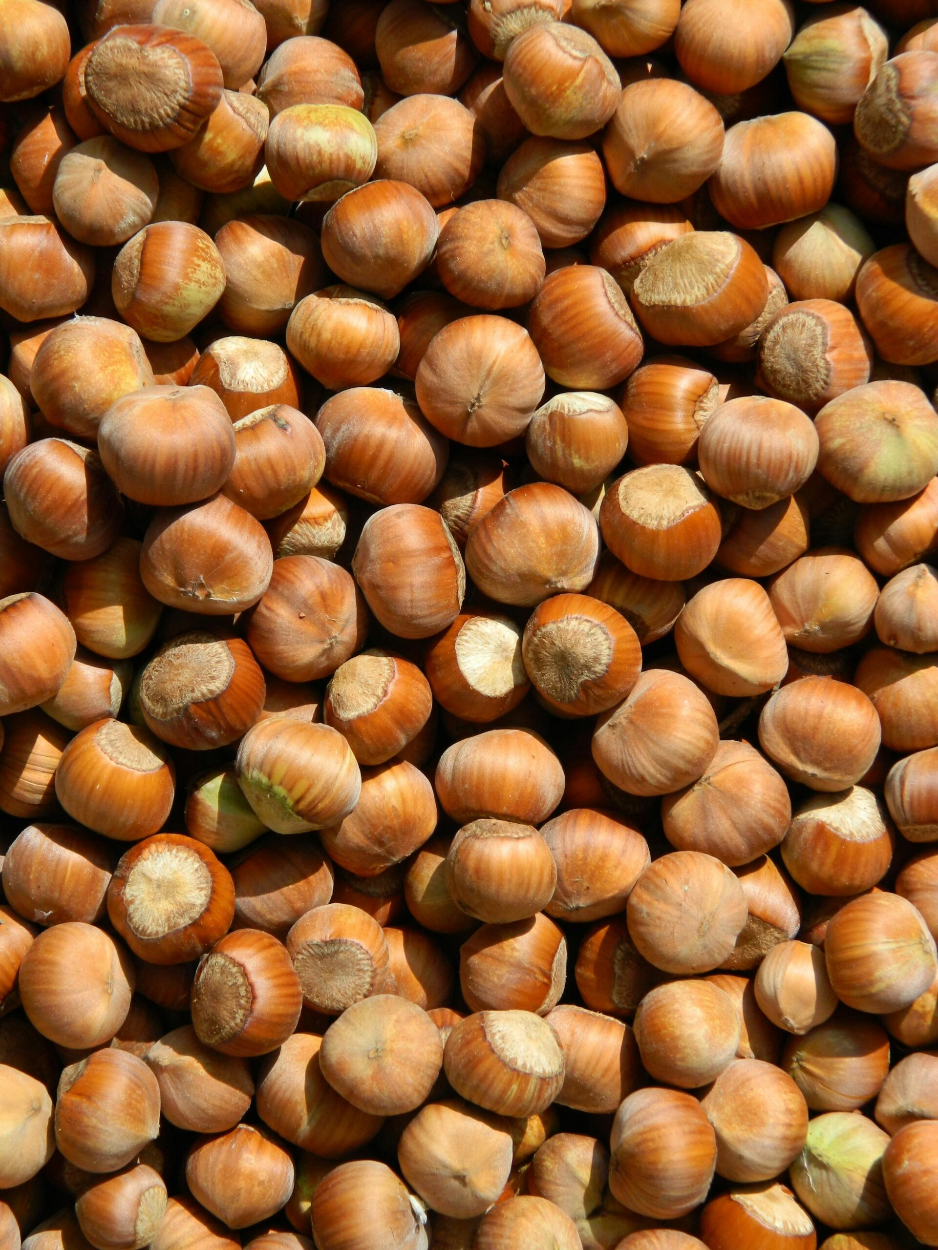 Hazel nuts and their benefits