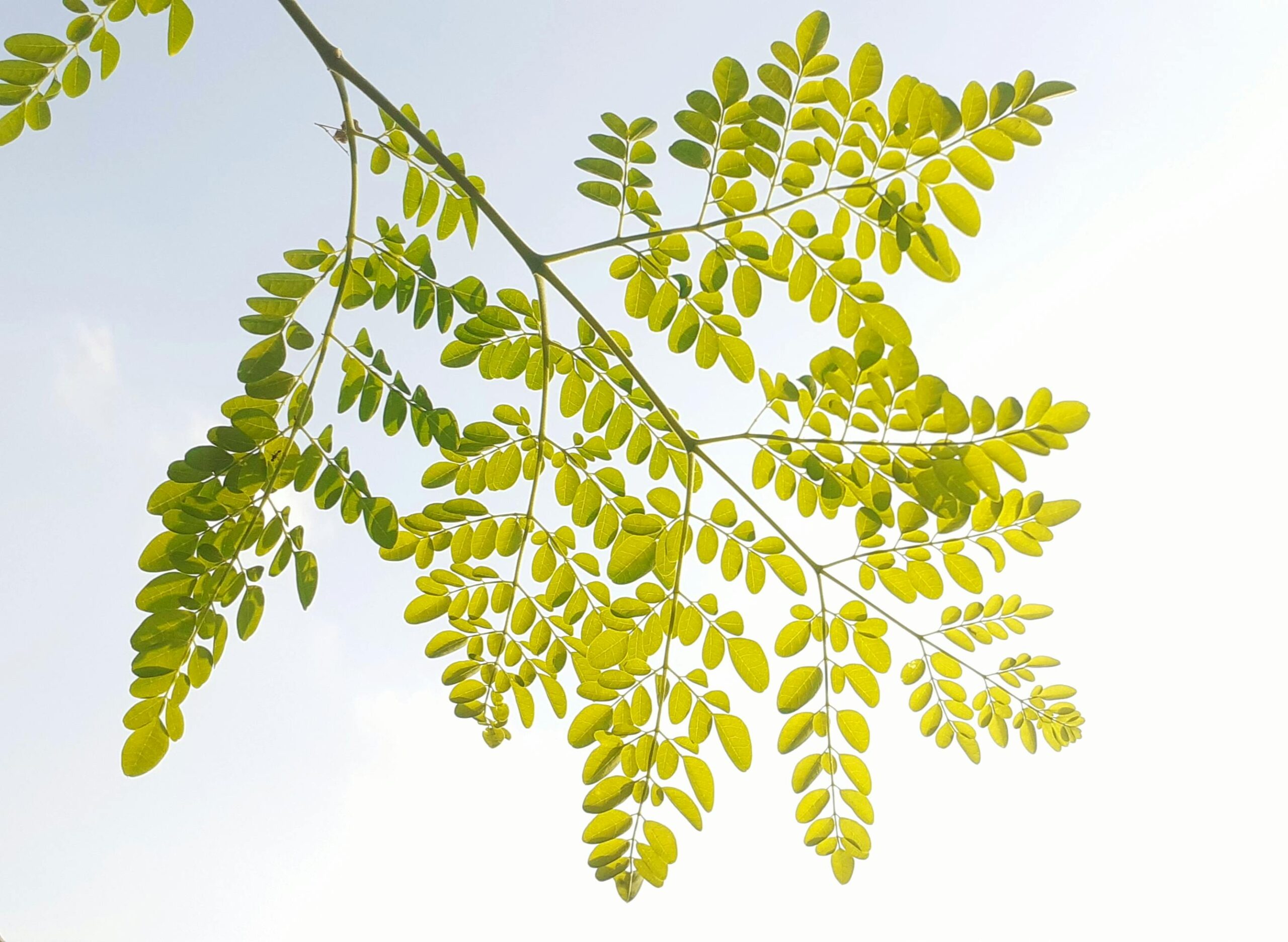 Read more about the article Moringa: The Miracle Tree for Nutrition & Healing